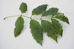 A leaf with signs of ash borer infestation.