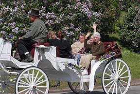 Lilac Festival buggy ride, Highland Park.