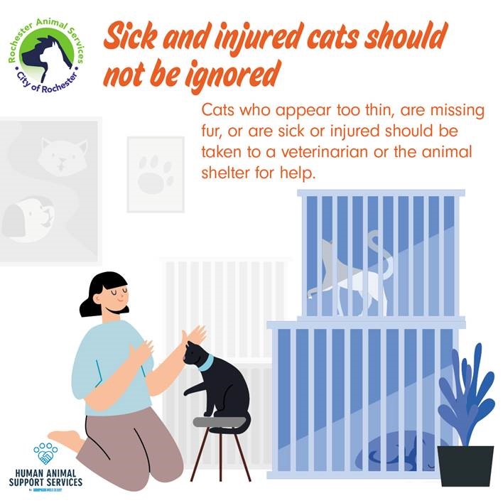 Infographic - sick or injured cats