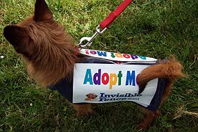 IFB-adopt-me-dog