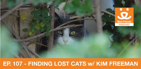 ep 107 finding lost cats