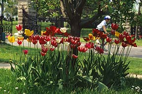Tulips at Mount Hope Cemetery entrance.