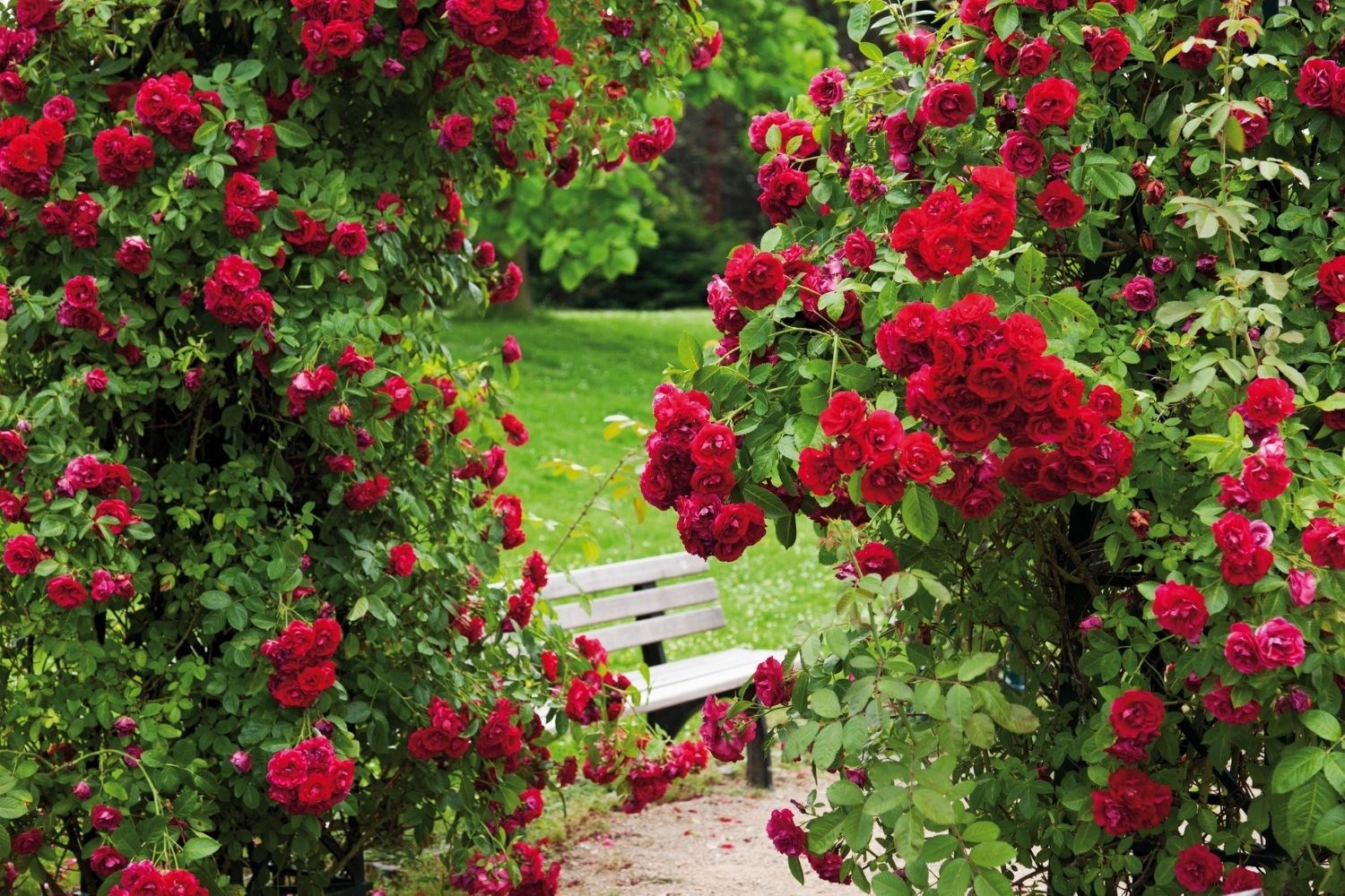 Browncroft Rose Garden