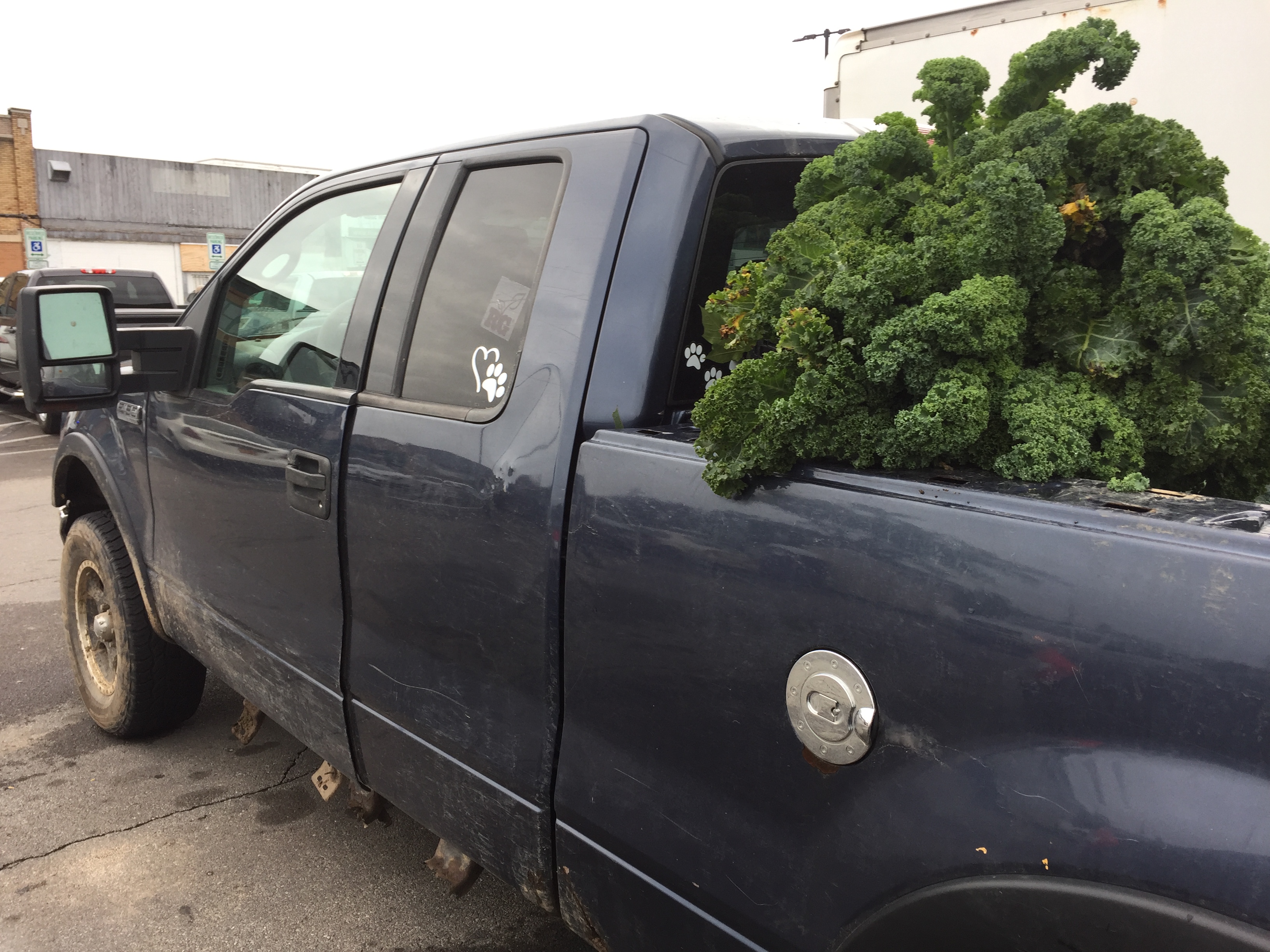 huge kale in back of pickup truck at Market