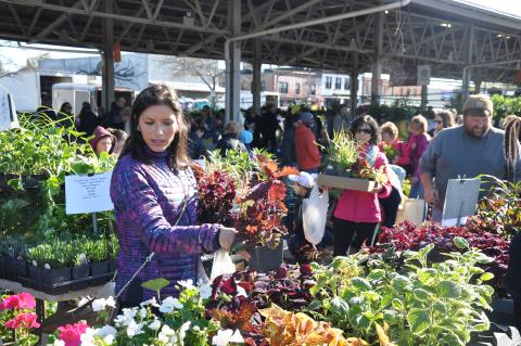 Flower City Days horticultural sales are one of many free-admission special events hosted by the Public Market every year 