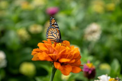 A photo of a monarch butterfly on a flower in a garden in Rochester.