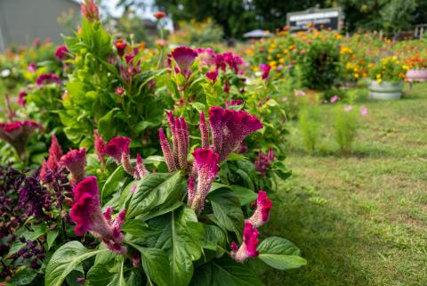 A photo of a garden in Rochester.