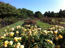 Maplewood Rose Garden