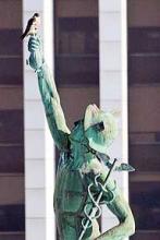 Falcon on statue