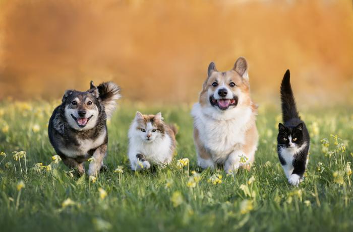 Photos of happy dogs and cats running in a field.