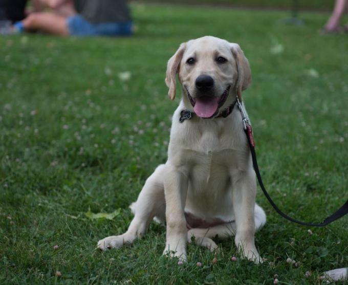 A photograph of a dog on a leash at a park.