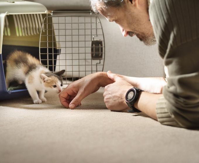 Photo of a kitten exiting a crate and sniffing a man's fingers.