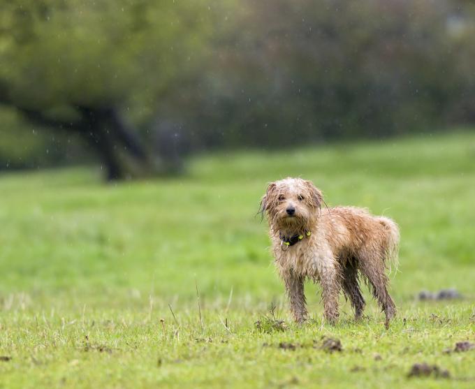 Photo of a dog standing in a field during a rain storm.