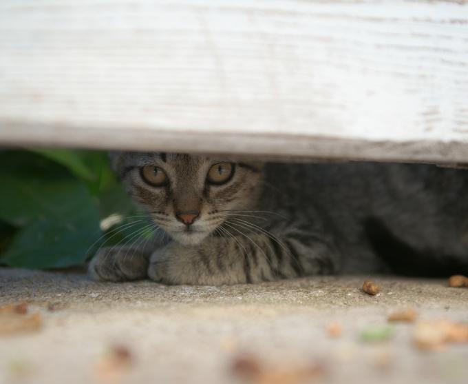 Photo of a missing cat under a fence post.