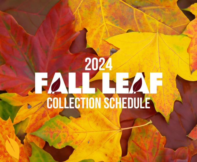 Web graphic for the City of Rochester 2024 leaf collection schedule.