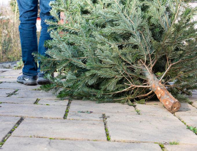 Photo of a Christmas tree laying on the ground on its side.