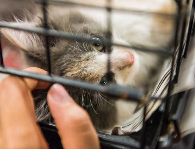 Photo of a cat in a cage at an adoption center.