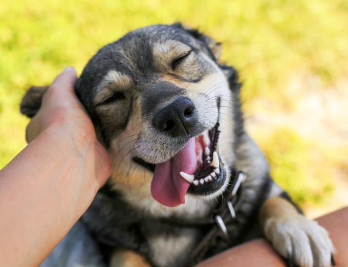 A photo of a dog getting pet behind the ears. The dog appears quite happy.
