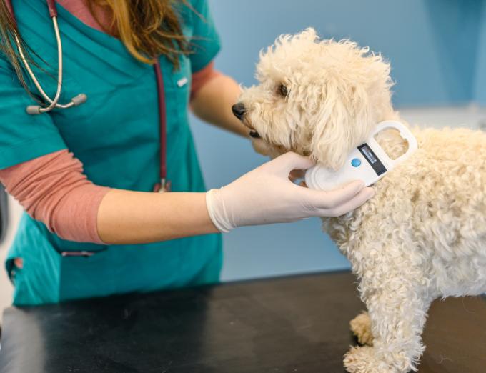 A photo of a dog being scanned for a microchip.