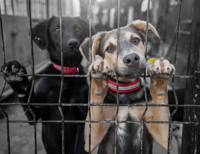 A Getty Images photo of two dogs in a kennel.