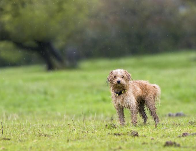 Photo of a dog standing in a field during a rain storm.