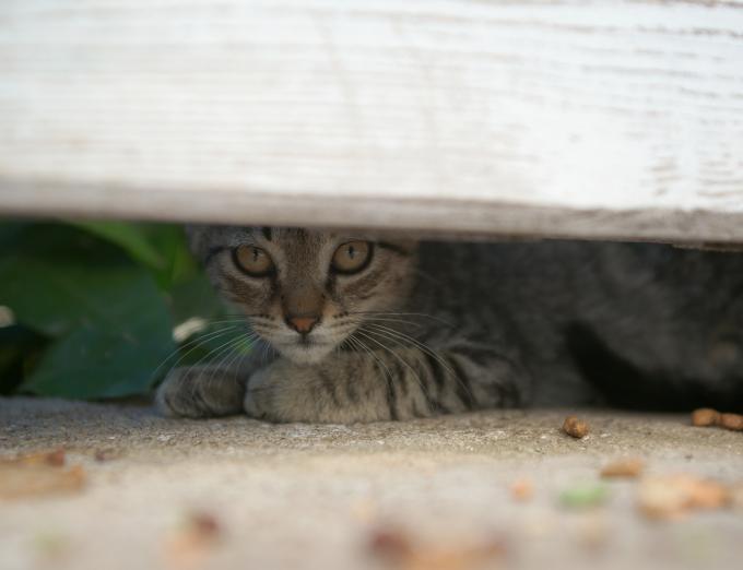 Photo of a missing cat under a fence post.