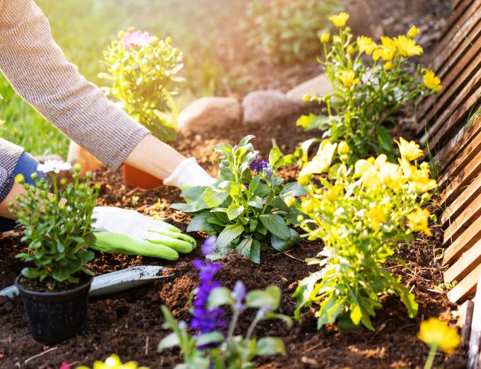 A Getty image of a person doing some gardening by a fence. The sun appears to be shining brightly in the photo. 