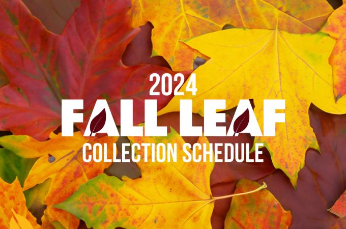 Web graphic for the City of Rochester 2024 leaf collection schedule.