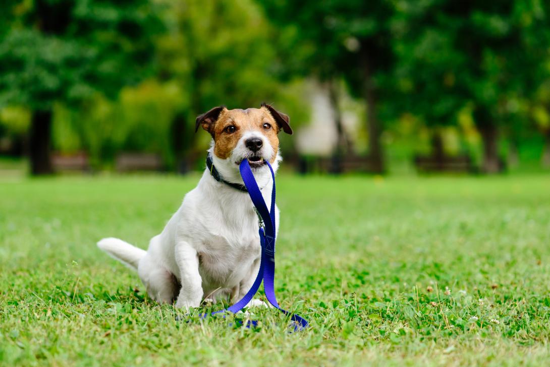 Photo of a dog with a leash in his mouth.