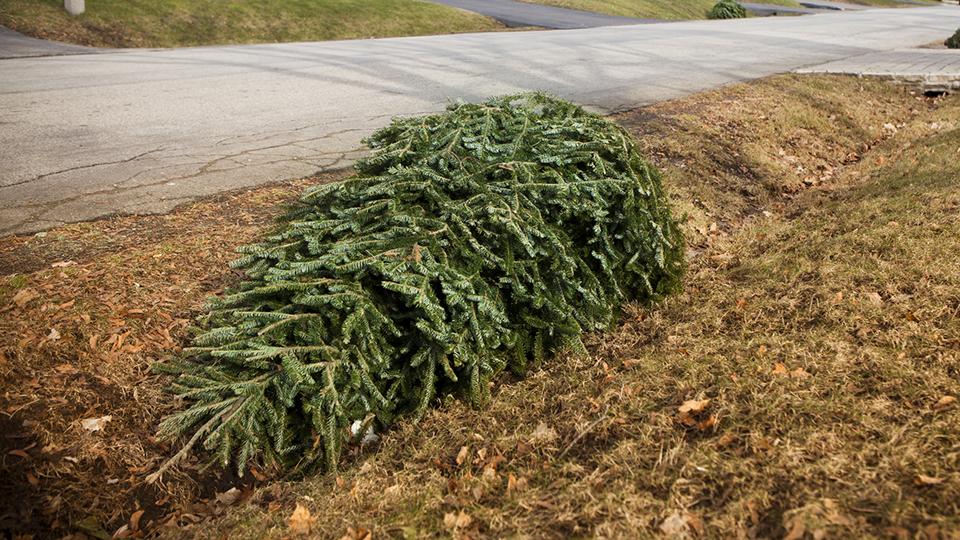 Getty Images photo of a Christmas tree on the ground by the side of the road.